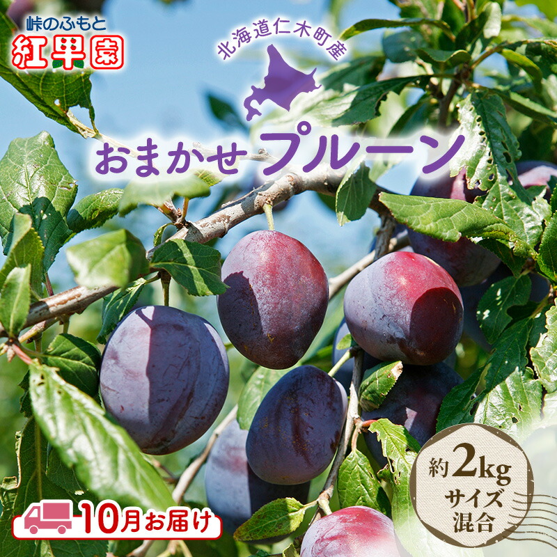 【ふるさと納税】[先行受付] 10月お届け 北海道 仁木産 フレッシュ プルーン 約2kg（サイズ混合）品種 おまかせ 果物 くだもの フルーツ [峠のふもと　紅果園]　お届け：2025年10月1日～15日まで
