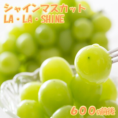 【ふるさと納税】[2026年発送] JA新おたる シャインマスカット『LA・LA・SHINE（ラ・ラ・シャイン）』 1房 600g前後 果物 フルーツ ぶどう 旬の果物 産地直送 北海道産 仁木町産 化粧箱 [JA新おたる]　お届け：2026年9月20日～11月30日まで｜北海道仁木町
