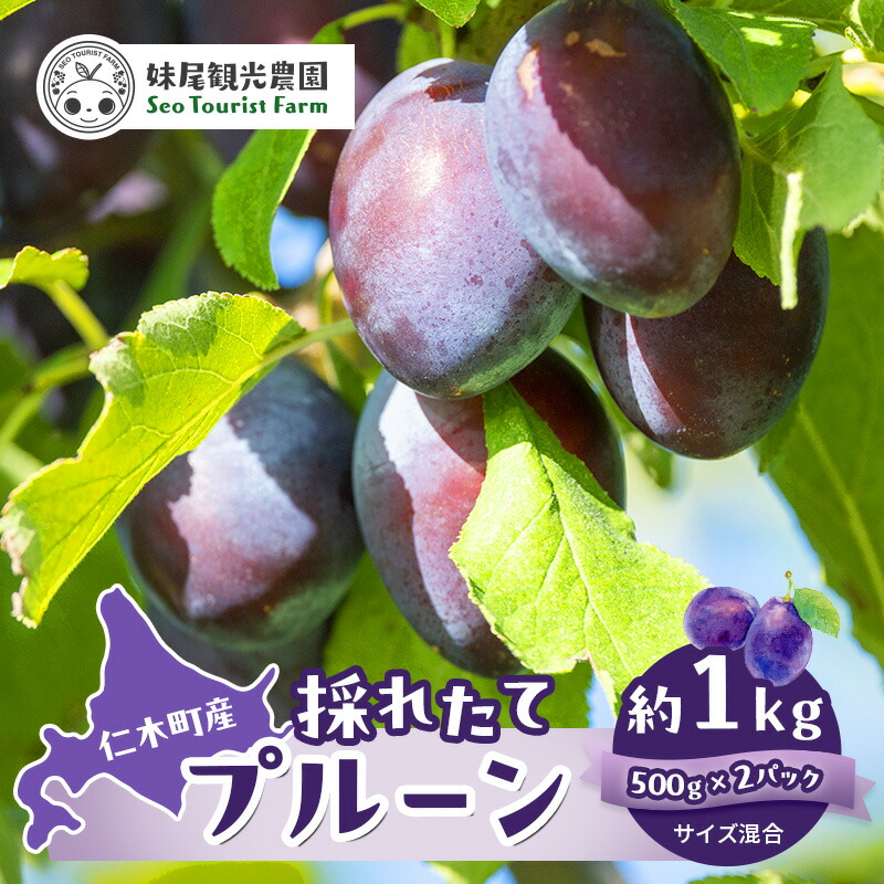 【ふるさと納税】[先行受付/2025年] 仁木町の採れたて「サンプルーン」1kg（500g×2）サイズ混載 北海道 仁木 果物 くだもの フルーツ プルーン 果物詰合せ セット 高糖度 [フルーツショップ妹尾観光農園]　お届け：2025年9月中旬～10月上旬