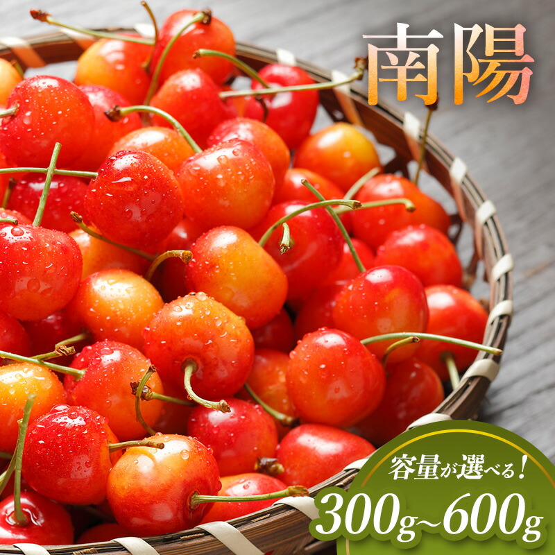 【ふるさと納税】[先行受付] 容量が選べる 300g～600g　北海道 仁木町産 サクランボ  Lサイズ南陽 厳選品 さくらんぼ チェリー 果物 くだもの フルーツ [松山商店]　お届け：2025年7月13日～25日頃