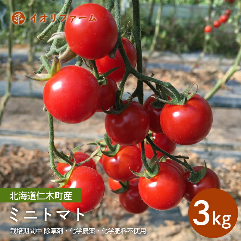 【ふるさと納税】[先行受付]北海道仁木町産 ミニトマト[アイコもしくはまる玉] 3kg 栽培期間中 除草剤・化学農薬・化学肥料不使用【日付指定不可】トマト 野菜 やさい  [iori farm]　お届け：2025年9月上旬～2025年10月上旬