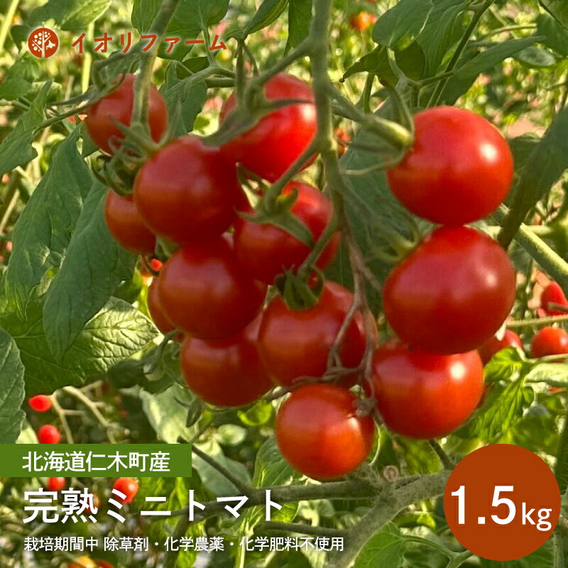 【ふるさと納税】[先行受付]北海道仁木町産 完熟ミニトマト[アイコもしくはまる玉] 1.5kg 栽培期間中 除草剤・化学農薬・化学肥料不使用【日付指定不可】トマト 野菜 やさい [iori farm]　お届け：2025年9月上旬～2025年10月上旬