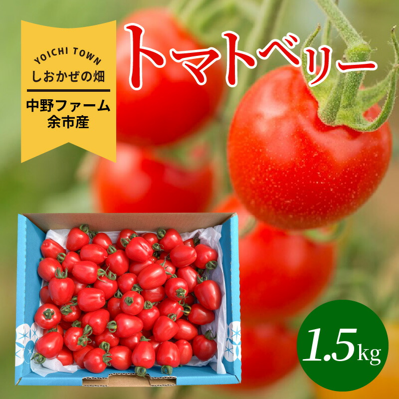 【ふるさと納税】【先行予約】2025年 初夏発送 しおかぜの畑 中野ファーム 余市産 トマトベリー 1.5kg ミニトマト 爽やかな甘みと酸味 余市町産 シリパ岬 小粒 フルーツのような甘さ トマト おやつ お取り寄せ 北海道 余市 送料無料