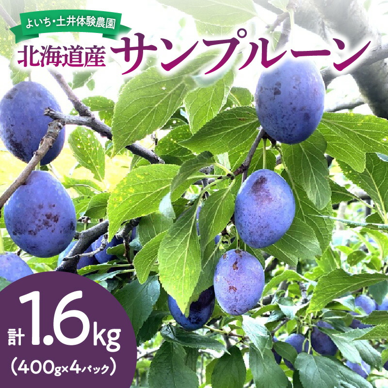 【ふるさと納税】【先行予約：2025年9月中旬以降発送】北海道産 サンプルーン 1.6kg 甘くてジューシー 余市産 生プルーン 国産 冷蔵 小分け パック フルーツ 土井体験農園 太陽 自然 風味 朝採れ  小玉 定番品種 朝もぎ 自然栽培 先行販売 果物 北海道 余市町 送料無料