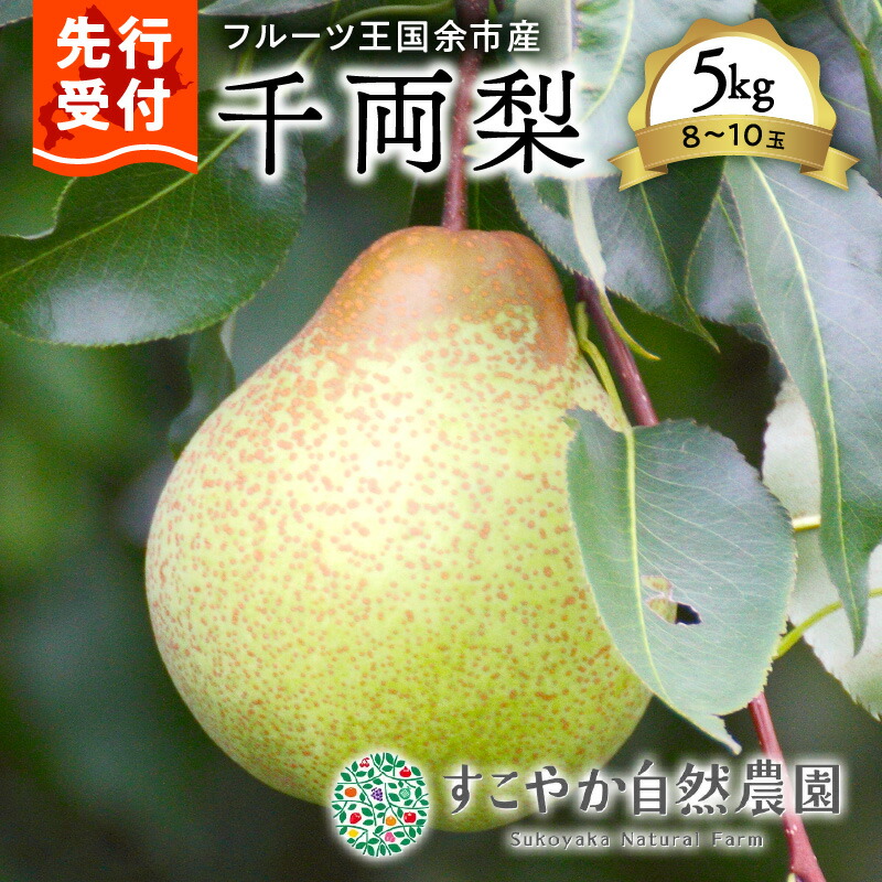 【ふるさと納税】2025年発送【 先行予約 】令和7年産 千両梨 5Kg箱 8～10玉【 すこやか自然農園 】  和梨 洋梨 素朴 貴重 希少 季節限定 季節の味覚 産地直送 秋の味覚 北海道産 余市町産 梨 果物 フルーツ 贈り物 ギフト フルーツギフト お取り寄せ 北海道 余市町 送料無料
