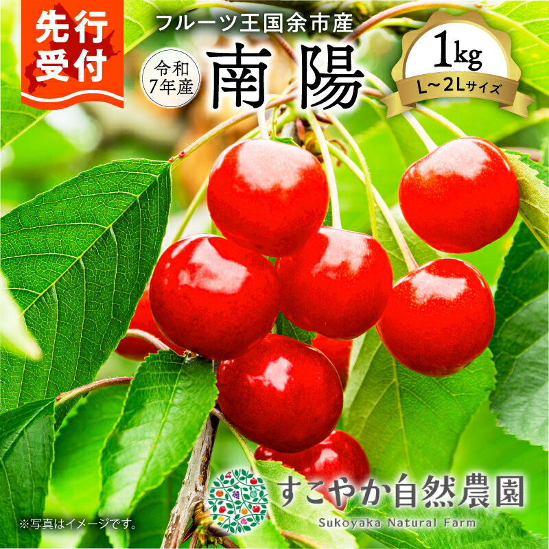 【ふるさと納税】2025年発送【先行予約】令和7年産 南陽【Ｌ～2Lサイズ】1Kg【すこやか自然農園】北海道 余市 フルーツ デザート 果物 季節限定 グルメ とれたて 甘み 鮮やかな紅色 お取り寄せ 有機栽培 JAS認定 有機堆肥 酸味 バランス 濃厚 果汁 北海道 余市町 送料無料