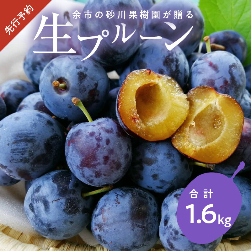【ふるさと納税】【 先行予約：2025年8月下旬より発送 】余市の砂川果樹園が贈る【 余市の 生プルーン 】 1.6kg 期間限定 フルーツ 国産 健康 消化促進 プルーン 甘酸っぱい 老化防止 鉄分 スムージー 小分け ギフト 贈り物 ジャム お取り寄せ 北海道 余市町 送料無料