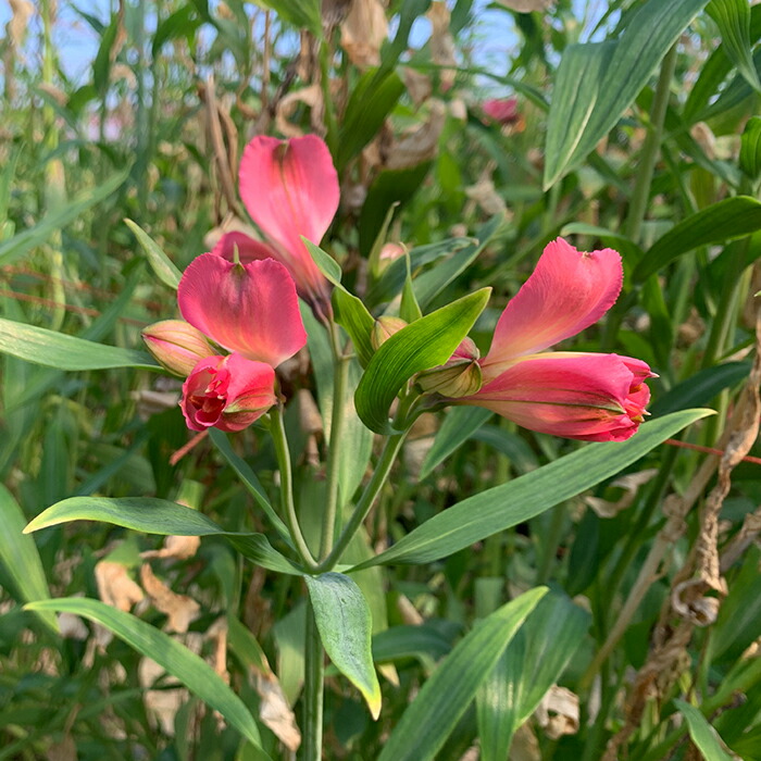 メール便不可 北海道 南幌町 生産者直送 福井さんのアルストロメリア 花束 3色 白 黄 ピンク おまかせmix 40本 数量限定 Np1 117 Fucoa Cl メール便不可 北海道 南幌町 生産者直送 福井さんのアルストロメリア 花束 3色 白 黄 ピンク おまかせmix 40本 数量限定 Np1 117 Fucoa Cl