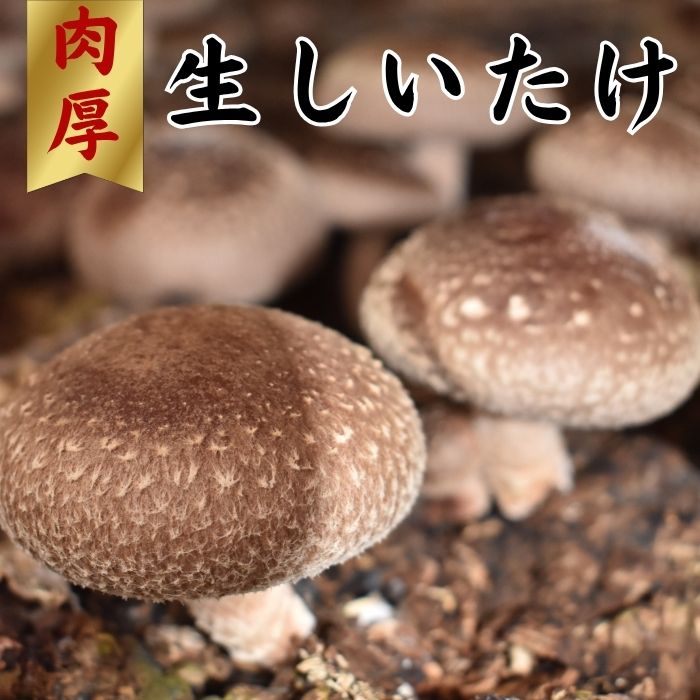【ふるさと納税】就労支援センター　すまっしゅ　肉厚生しいたけ｜北海道奈井江町