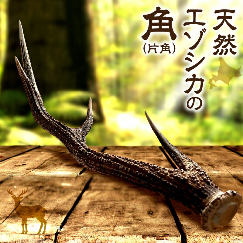 撞*】様 蝦夷鹿の角 6本セット 約60cm~約70cm 撞*】様 蝦夷鹿の角 6本セット 約60cm~約70cm