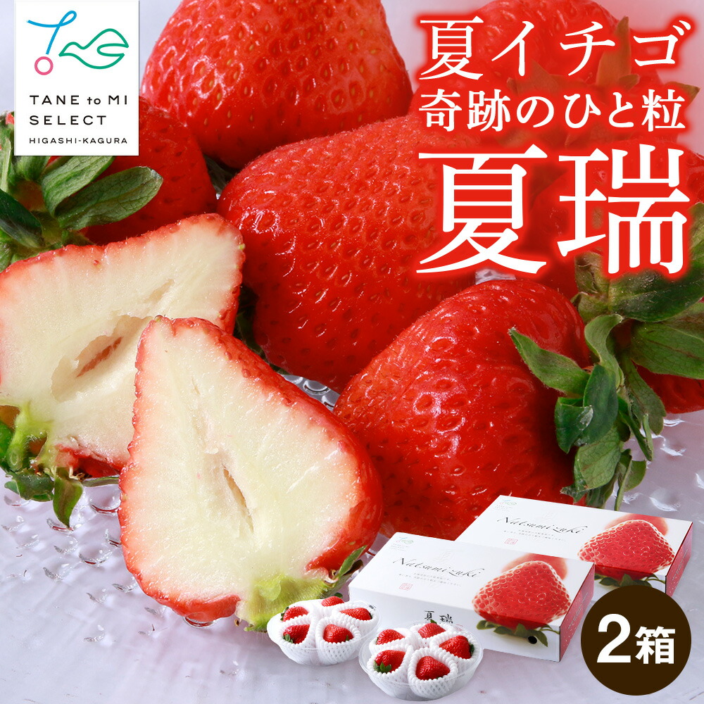 【ふるさと納税】2025年発送☆【夏イチゴ】奇跡のひと粒「夏瑞」4パックセット<BR>東神楽ふるさと納税 北海道ふるさと納税 イチゴ 東神楽産いちご【E101】