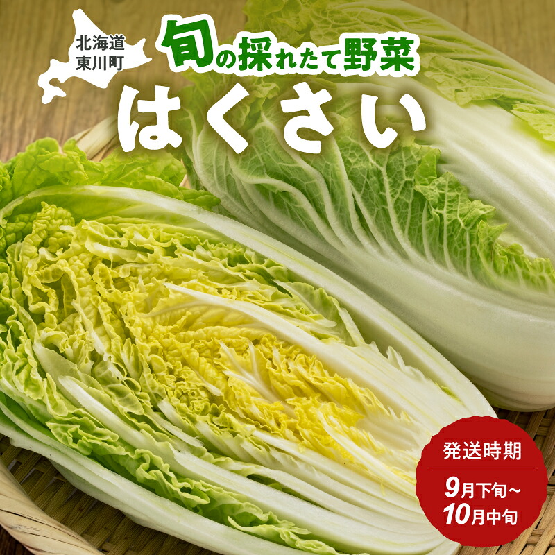 【ふるさと納税】【9月下旬～10月中旬発送】旬の採れたて野菜「はくさい」｜北海道東川町 8,030円