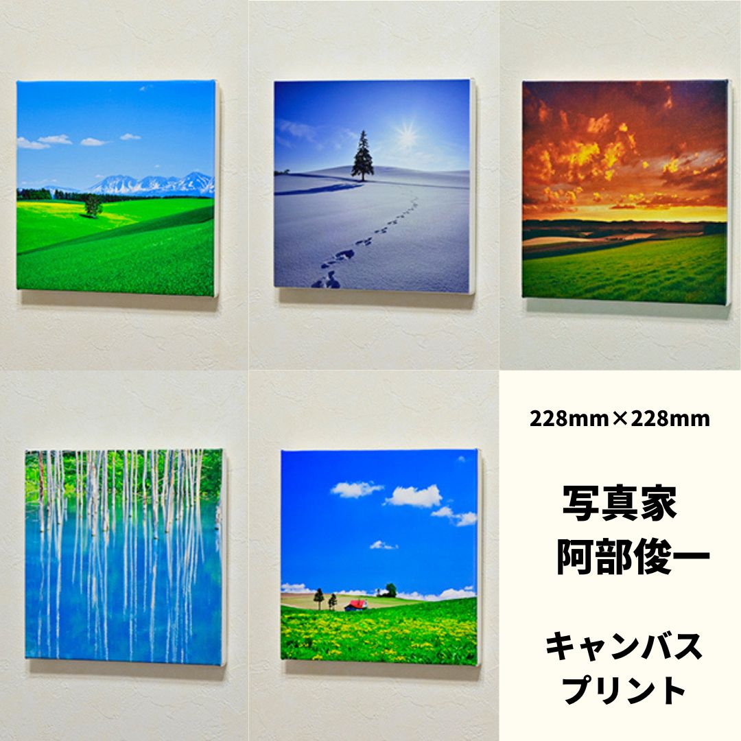【ふるさと納税】キャンバスプリント(228mm × 228mm)　北海道　北海道美瑛　北海道美瑛町　美瑛町　美瑛　写真　　青い池　赤い屋根の家　クリスマスツリーの木　写真家　阿部俊一　[022-33]