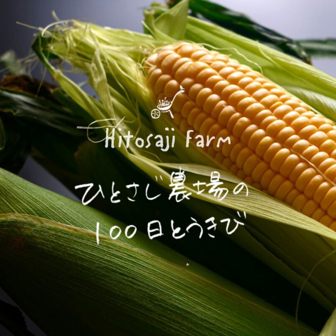 【ふるさと納税】【令和７年産予約受付！】 ひとさじ農場の１００日とうきび（朝採れ・農場直送） １０本 ２０本 野菜　送料無料　北海道　北海道美瑛　北海道美瑛町　美瑛町　美瑛　とうきび とうもろこし スイートコーン 北海道産　美瑛産　墫乃字[015-102]