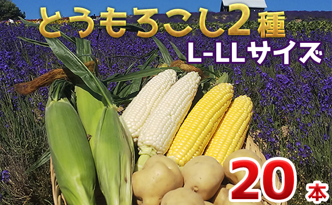 ふるさと納税 かんのファーム産出 コーン食べ腕比べ韋編仕かける じゃがいもラッキー とうもろこし 蔬菜 じゃがいも レッドネック お届け 21年歯7月影下旬 10月初旬 Marchesoni Com Br