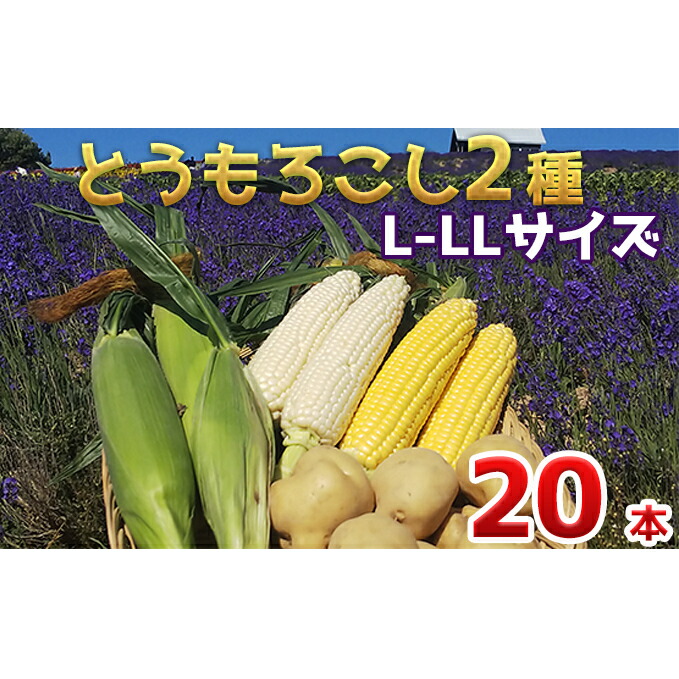 【ふるさと納税】【 2025年 発送 】先行予約 かんのファーム 産 とうもろこし 食べ比べ 20本 セット ( じゃがいも 付 ) 北海道 上富良野町 とうもろこし トウモロコシ セット じゃがいも ジャガイモ 野菜 芋 　お届け：2025年7月下旬～9月下旬