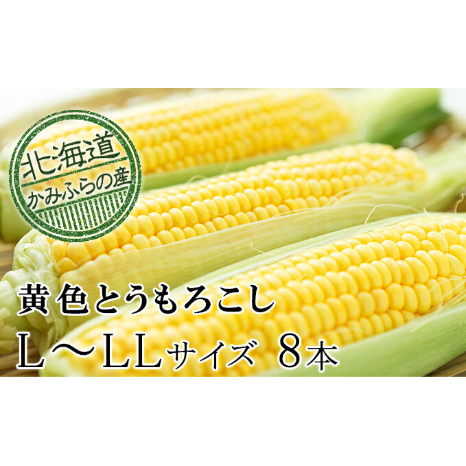 【ふるさと納税】朝採り【黄いとうもろこし】L～LL 8本セット≪北海道上富良野町産≫ 野菜 トウモロコシ 　お届け：2025年7月20日～8月10日頃