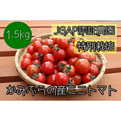 【ふるさと納税】【2025年7月下旬頃から発送】特別栽培＆JGAP認証農場 かみふらの産朝採れミニトマト1.5kg 野菜 キャロル10 野菜ソムリエ 特別栽培農作物 1.5キロ 　お届け：2025年8月1日～2025年9月30日