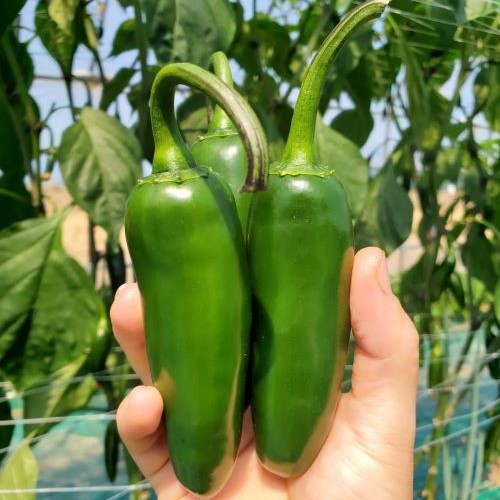 【ふるさと納税】【2025年発送】ハラペーニョ2kg（中辛）　青生唐辛子