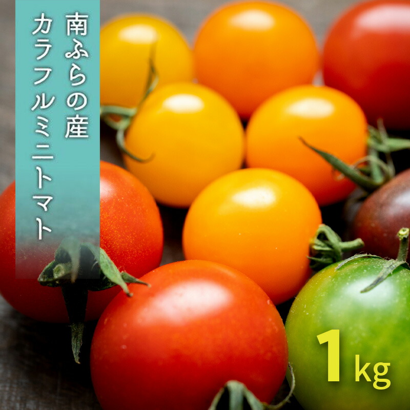 【ふるさと納税】カラフル ミニトマト セット 1kg ≪北海道南富良野産≫ 北海道 南富良野町 2025年発送 先行予約 トマト 詰合せ ミックス ミックストマト　お届け：2025年8月15日～9月15日まで