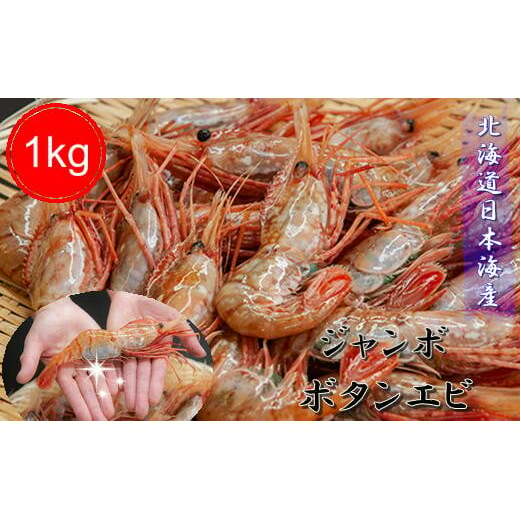 【ふるさと納税】7-040-001　ジャンボボタンエビ 1kg（10～20尾）　海老・ぼたんエビ・海老・エビ・魚介類　お届け：入金確認後、2週間～1ヶ月前後