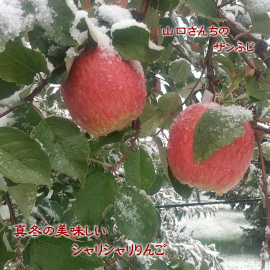 【ふるさと納税】7-012-029　山口さんちのりんご（サンふじ） 5kg【1月発送】　果物類・林檎・りんご・リンゴ・果物・フルーツ・果物類・フルーツ　お届け：1月