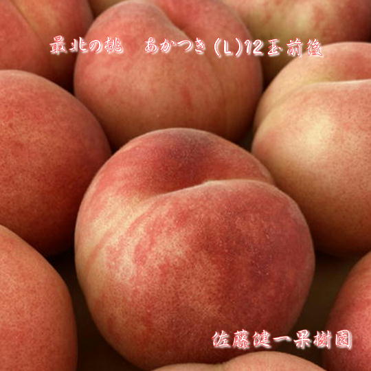 【ふるさと納税】8-019-002 サトケンさんの桃「あかつき」Lサイズ 3kg前後 果物・もも・桃・フルーツ・果物類・フルーツ お届け:9月発送|北海道増毛町