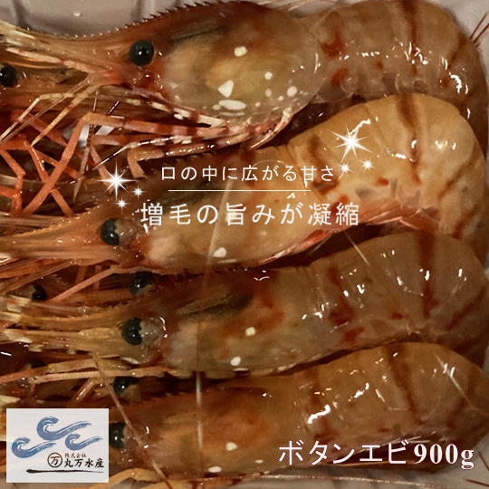【ふるさと納税】7-022-002　冷凍ボタンエビ 900g（39尾～54尾）　海老・ぼたんエビ・海老・エビ・魚介類　お届け：入金確認後、1週間～1ヶ月以内
