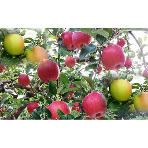 【ふるさと納税】7-015-010　山口さんちの4種のりんご食べ比べ 5kg【10月下旬～発送】　果物類・林檎・りんご・リンゴ　お届け：10月下旬～順次発送