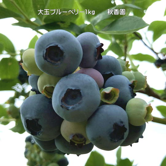 【ふるさと納税】7-013-012　秋香園 大玉ブルーベリー 1kg【8月～発送】　果物詰合せ・フルーツ　お届け：8月以降随時発送