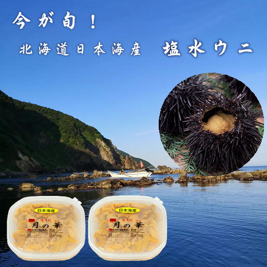 【ふるさと納税】7-016-001　塩水うに 200g（キタムラサキウニ）8月6日受付終了　魚貝類・魚貝類・ウニ・雲丹・魚貝類・ウニ・雲丹　お届け：水揚げ後、随時発送