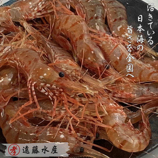 【ふるさと納税】7-024-005　ボタンエビ 1kg（40尾前後）　海老・ぼたんエビ　お届け：入金確認後、1週間～1ヶ月以内
