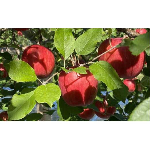 【ふるさと納税】7-005-012　冨野果樹園のおまかせりんごセット 2.5kg【12月発送】　お届け：12月発送