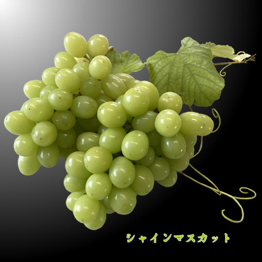 【ふるさと納税】8-010-015　サトケンさんのシャインマスカット1kg（2房）　お届け：10月～11月発送　※収穫状況により前後あり｜北海道増毛町