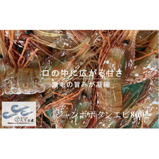 【ふるさと納税】8-044-001 【北海道産】冷凍ジャンボボタンエビ800g(12尾~16尾) お届け:入金確認後、1週間~1ヶ月以内|北海道増毛町
