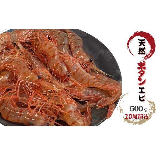 【ふるさと納税】8-013-008　天然ボタンエビ 500g（20尾前後）　お届け：入金確認後、1週間～1ヶ月以内