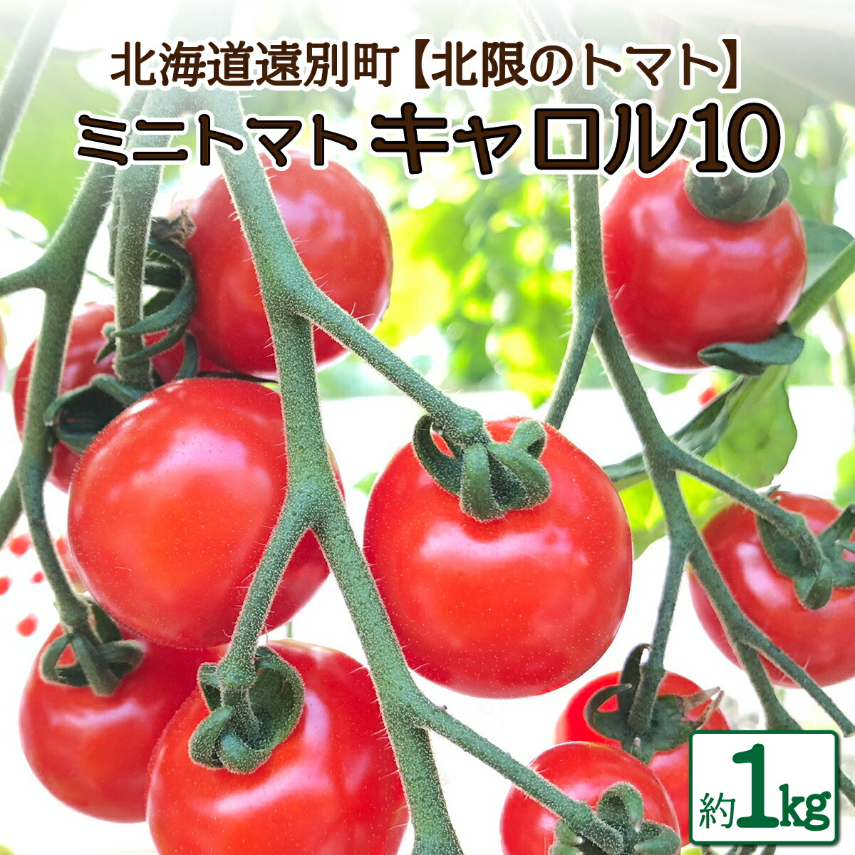 【ふるさと納税】遠別産ミニトマト（赤のみ1kg）【北限のミニトマト】 トマト とまと ミニトマト ミニトマトキャロル 野菜 やさい 緑黄色野菜 夏野菜 甘い 北海道 遠別町