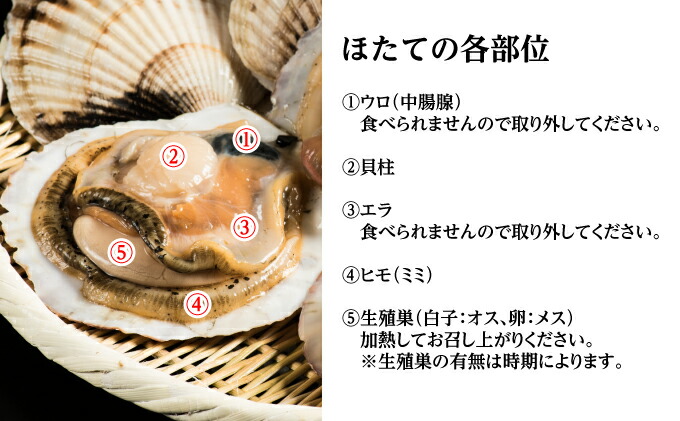最大70 オフ 活ほたて 5kg 25 35枚 オホーツク産 お届け Fucoa Cl