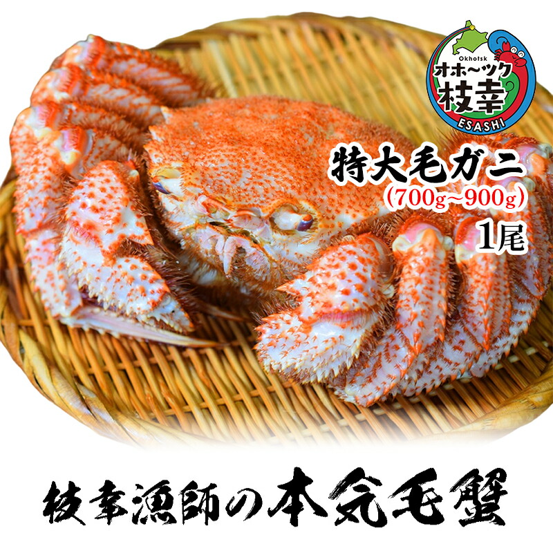 【ふるさと納税】【朝獲れ毛蟹を即ボイル！枝幸漁師の本気毛蟹】特大毛ガニ(700g～900g)1尾入【 カニ 蟹 毛ガニ 毛がに 毛蟹 朝茹で 冷凍 北海道 オホーツク 枝幸 】 21,600円
