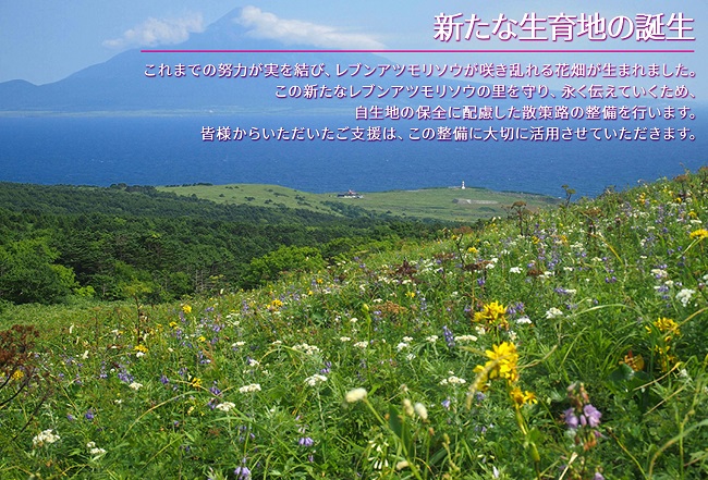 ふるさと納税 礼文島リボンプロジェクト 北海道礼文島産天然利尻だし昆布 バラ 1kg 昆布 海藻 のり Mavipconstrutora Com Br