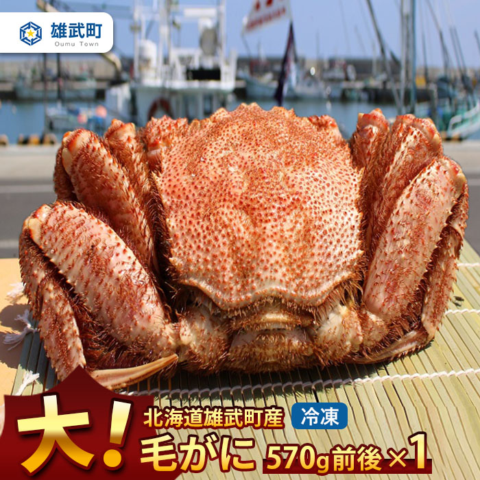 【ふるさと納税】オホーツク産 大 毛ガニ 冷凍 570ｇ かに 蟹ミソ かにみそ 焼きがに かに鍋 北海道 ふるさと納税 雄武 雄武町【12402】