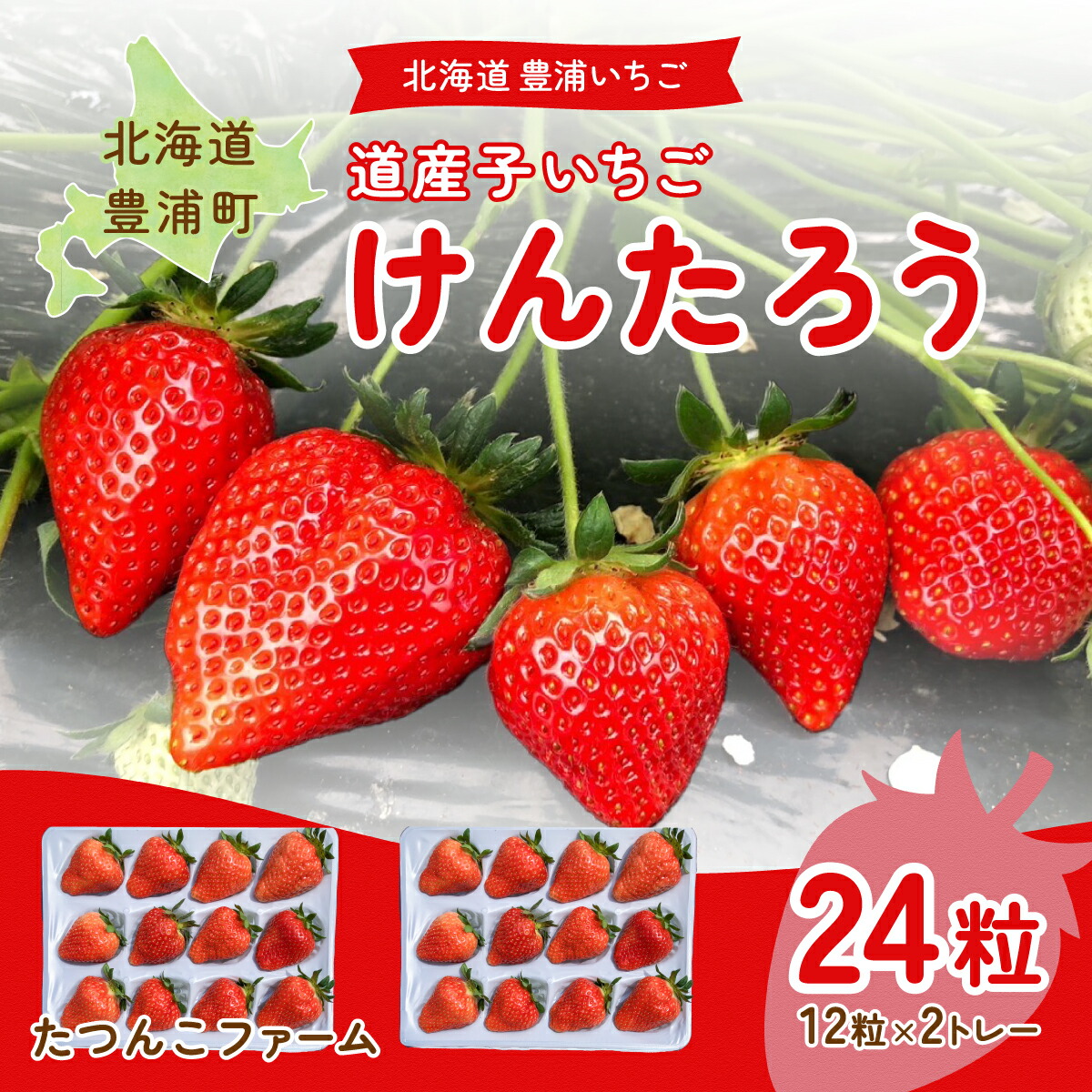 【ふるさと納税】 【2025.4月以降順次出荷】いちご「けんたろう」2トレーセット 【ふるさと納税 人気 おすすめ ランキング 果物 いちご苺 イチゴ 国産いちご 国産苺 けんたろう セット おいしい 美味しい 北海道 豊浦町 送料無料】 TYUF003