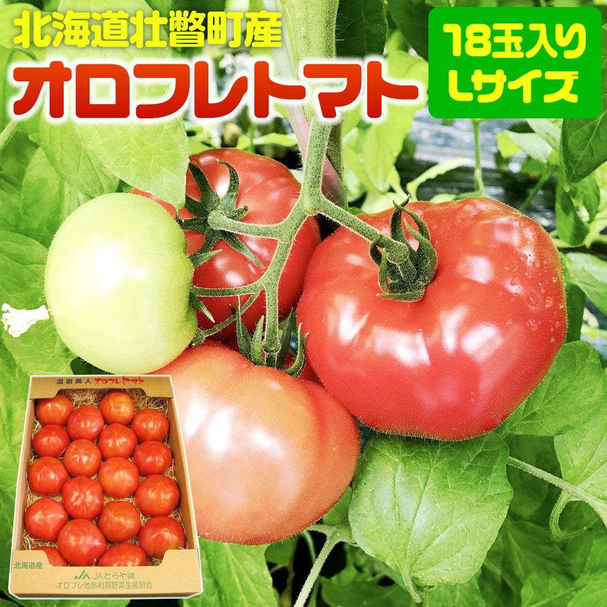 【ふるさと納税】＜2026年3月上旬より順次お届け＞北海道壮瞥産 オロフレトマト18玉入り（Lサイズ）【 ふるさと納税 人気 おすすめ ランキング 北海道 壮瞥 オロフレトマト 野菜 トマト 産地直送 夏 旬 旬の野菜 とまと 季節商品 贈り物 北海道 壮瞥町 送料無料 】 SBTA029