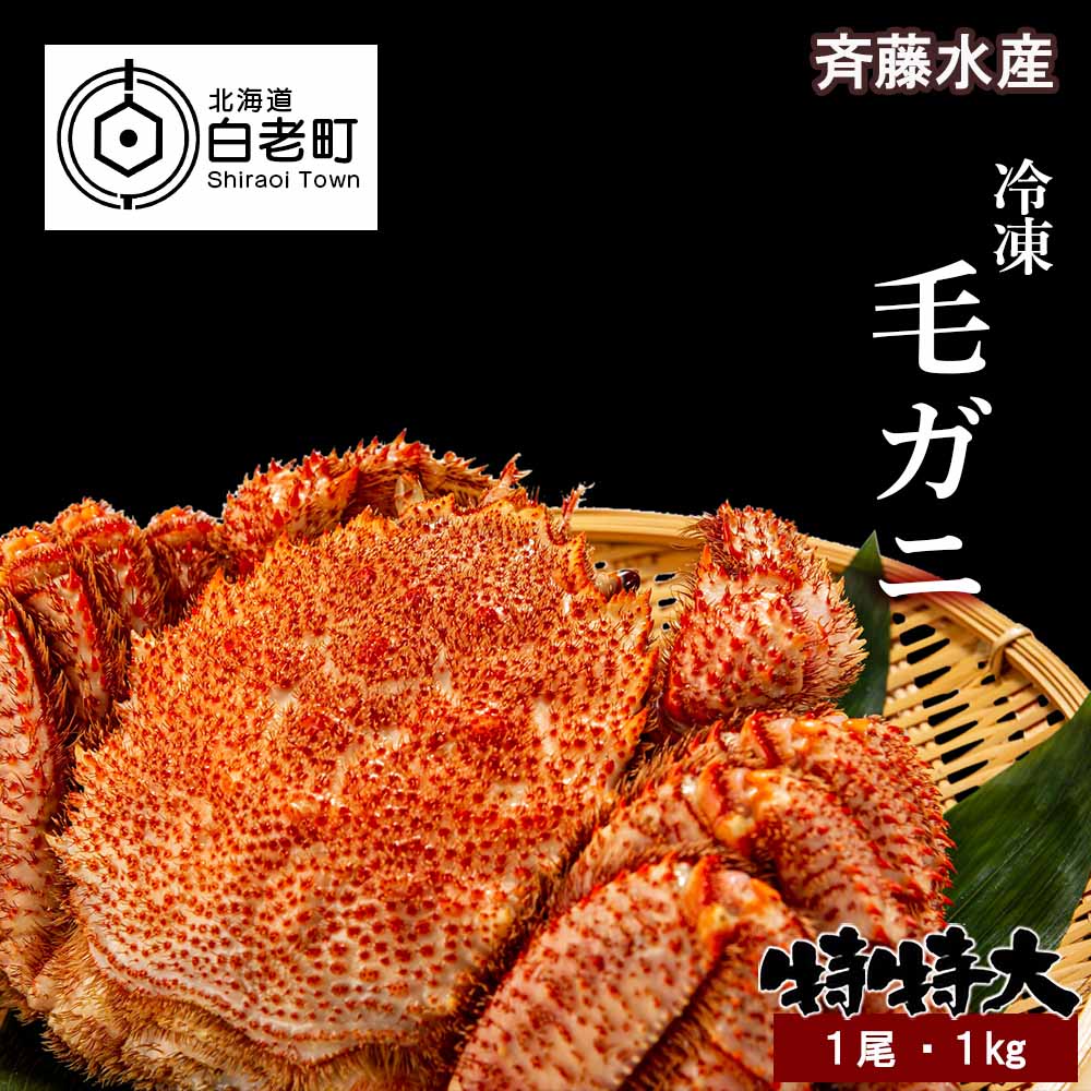 保障できる ふるさと納税 特特大サイズ 冷凍毛がに約1kg 1尾 斉藤水産 毛がに 毛ガニ 毛蟹 ケガニ 毛かに 毛カニ 蟹 カニ 北海道ふるさと納税 白老 ふるさと納税 北海道 Am002 気質アップ Lexusoman Com