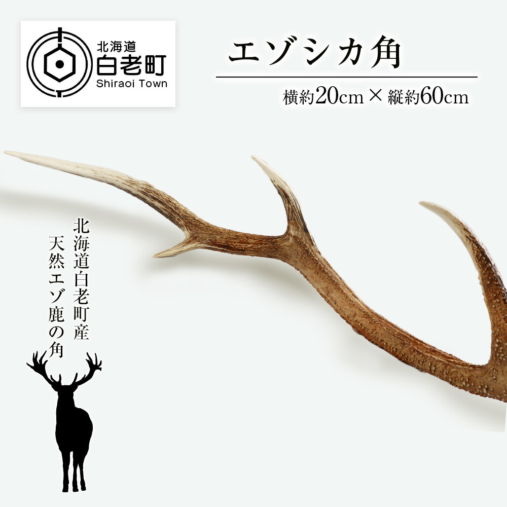 天然エゾシカ角 約70cm 楽天市場】【ふるさと納税】 エゾシカ角 壁掛け(横約20cm×縦約