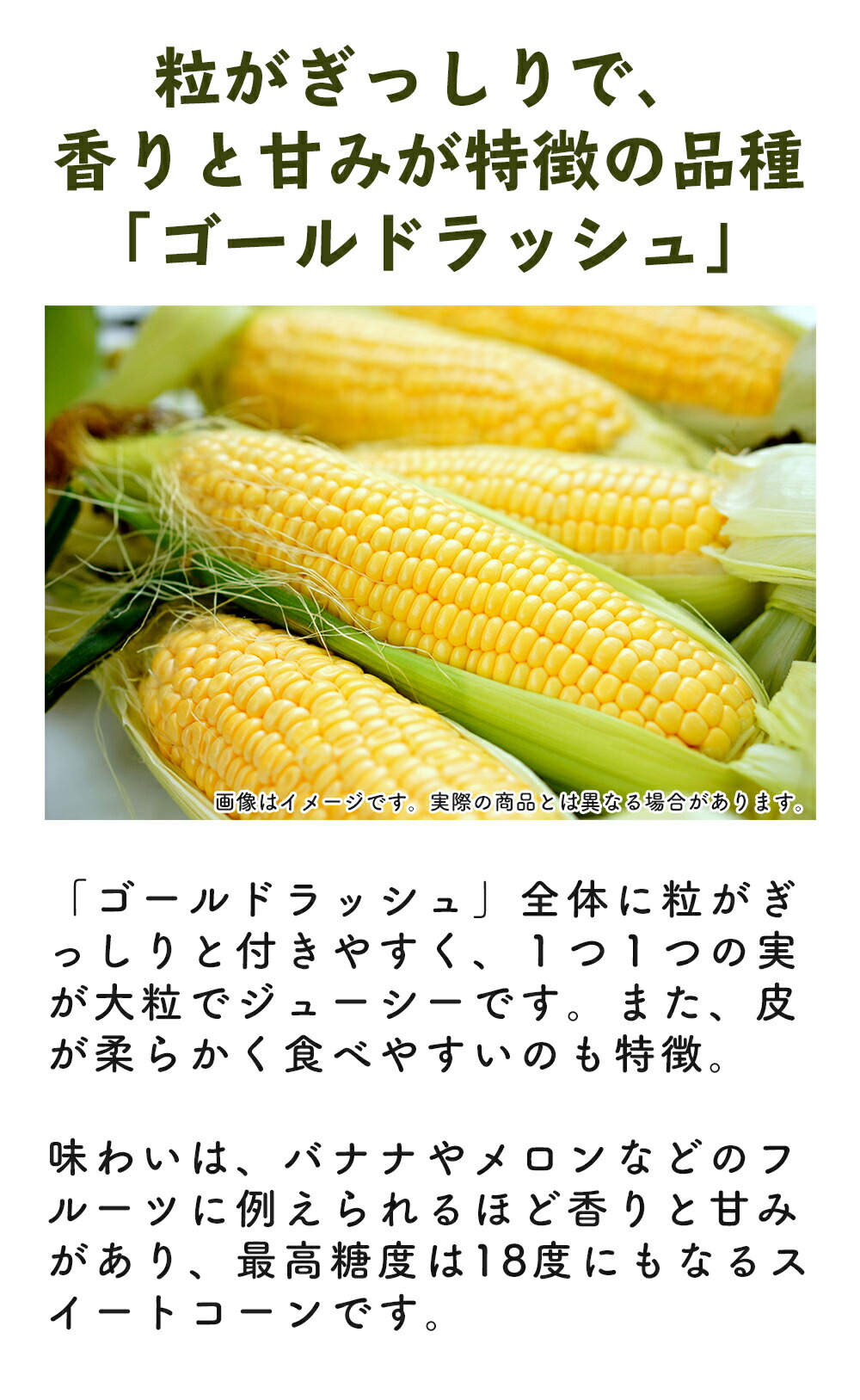 北海道厚真産とうもろこし ゴールドラッシュ