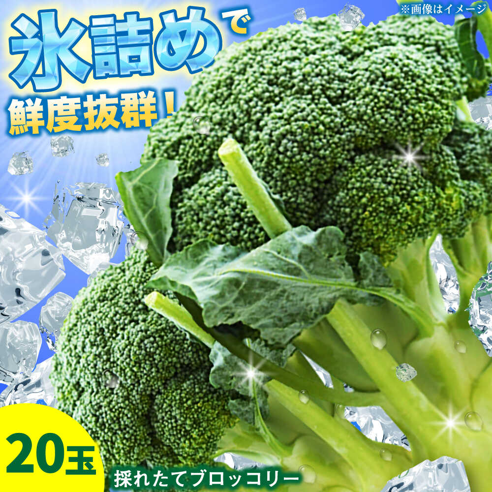 【ふるさと納税】【7月以降順次発送】農家直送！採れたてブロッコリー20玉セット《厚真町》【農事組合法人　海沼農園】[AXBD001]