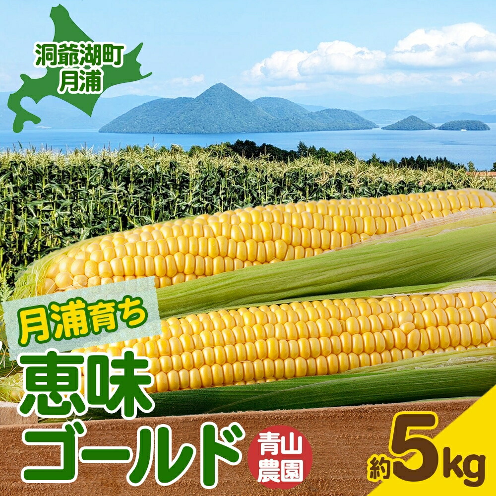 【ふるさと納税】北海道 月浦 めぐみ ゴールド 5kg 先行受付 8月下旬～9月中旬頃にお届け とうもろこしトウモロコシ とうきび 恵味 スイート コーン 旬 野菜 甘い 大粒 人気 朝採り 産地直送 青山農園 送料無料 洞爺湖 　お届け：2025年8月下旬～9月中旬頃まで