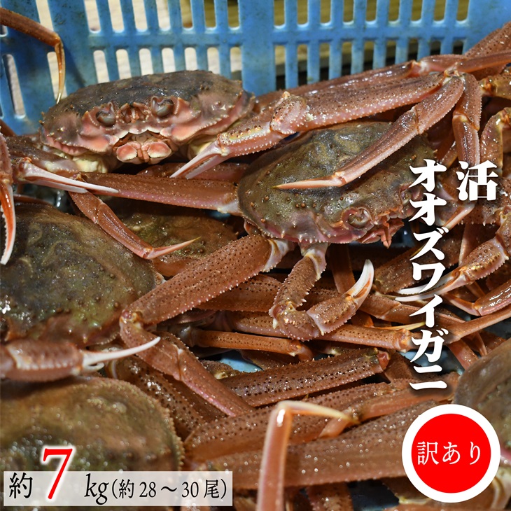 【ふるさと納税】訳あり 活オオズワイガニ約7kg(約28～30尾入)[02-1411]※離島・沖縄県不可※ 北海道 浦河 ふるさと納税 オオズワイガニ カニ 活 漁協直送 冷蔵発送 送料無料 37,050円