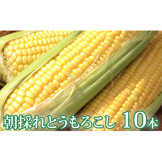 国産 楽天市場 ふるさと納税 21年8月発送 北海道新ひだか町産 朝採れとうもろこし10本 サイズ混合 野菜 とうもろこし お届け 21年8月日 8月末まで 北海道新ひだか町 第1位獲得 Lexusoman Com